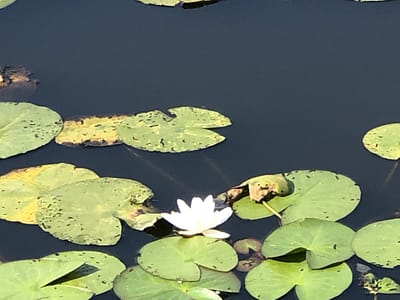 Waterlelies in de vijver op bungalowpark 't Vosseven