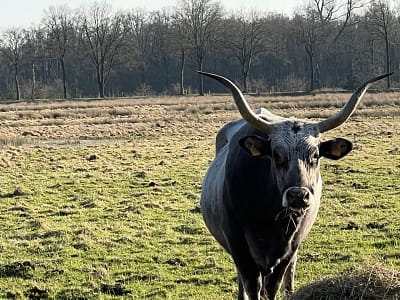 Gaucho rund in natuurgebied Kempen-Broek bij Stramproy