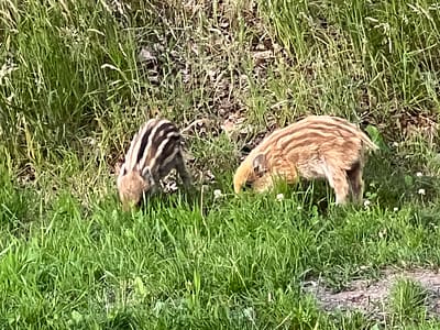 Gaffeltakhert en wild bij Kempen-Broek, vlak bij 't Vosseven in Stramproy