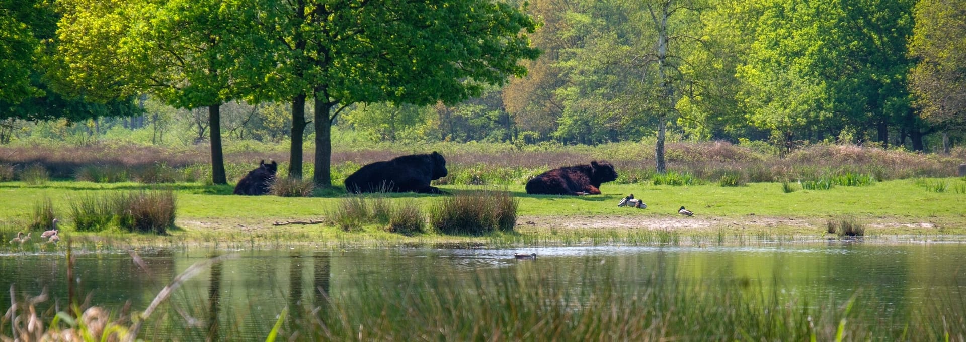 Vosseven grazers bij Kempen-Broek in Stramproy